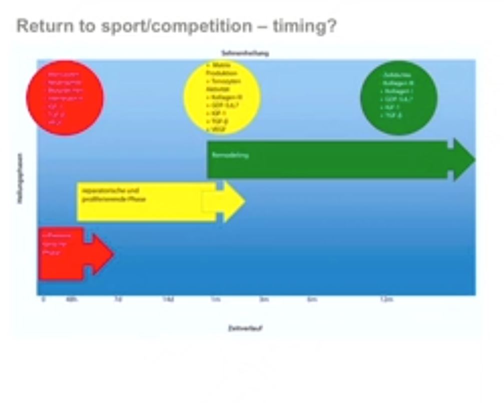 #2611: Update Rotatorenmanschette – thumbnail 11 of 12