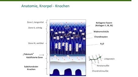 AGAnywhere Monthly - #010: Behandlung von chondralen und osteochondralen Defekten am Kniegelenk – thumbnail 2 of 12