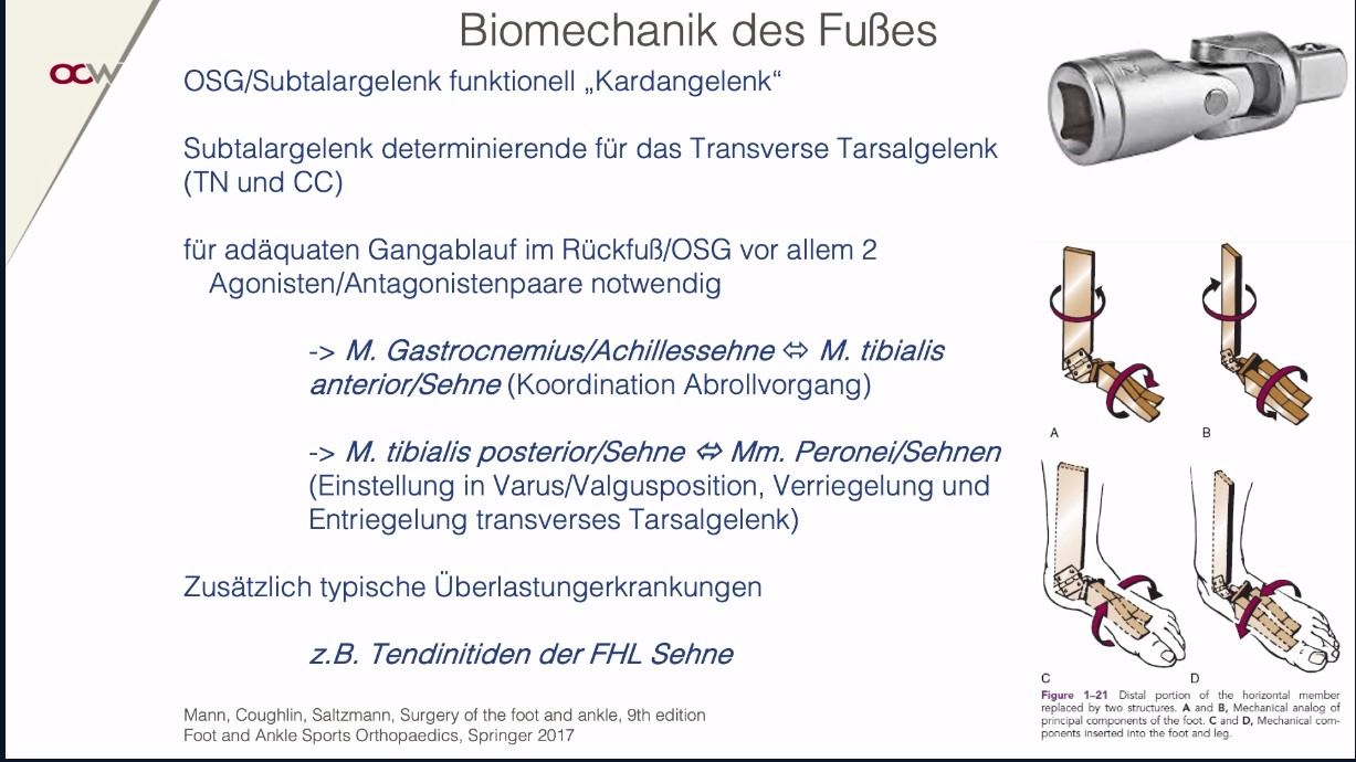 AGAnywhere Monthly - #024: Sehnen rund um das obere Sprunggelenk – thumbnail 2 of 12