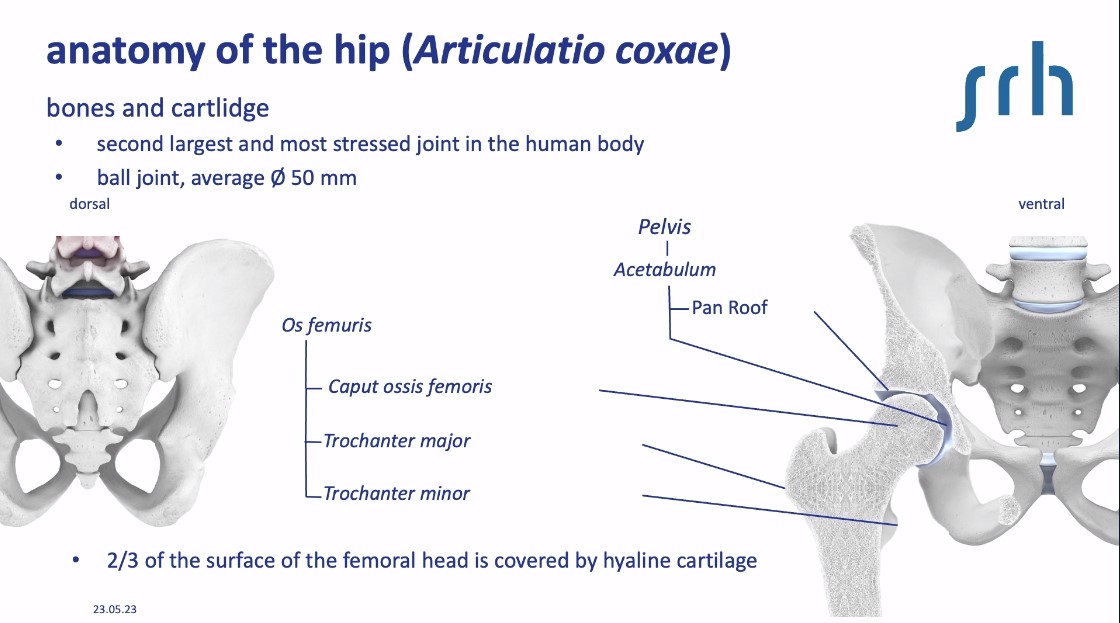 #235: Individualized Therapy of Osteoarthritis of the Hip – thumbnail 4 of 10