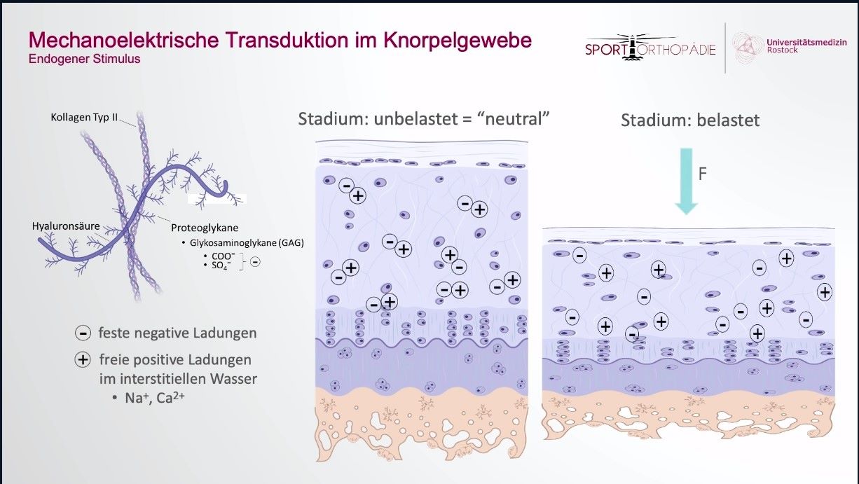 AGAnywhere Monthly - #027: Evidenzbasierte Behandlung von degenerativen Gelenkschäden – thumbnail 5 of 12